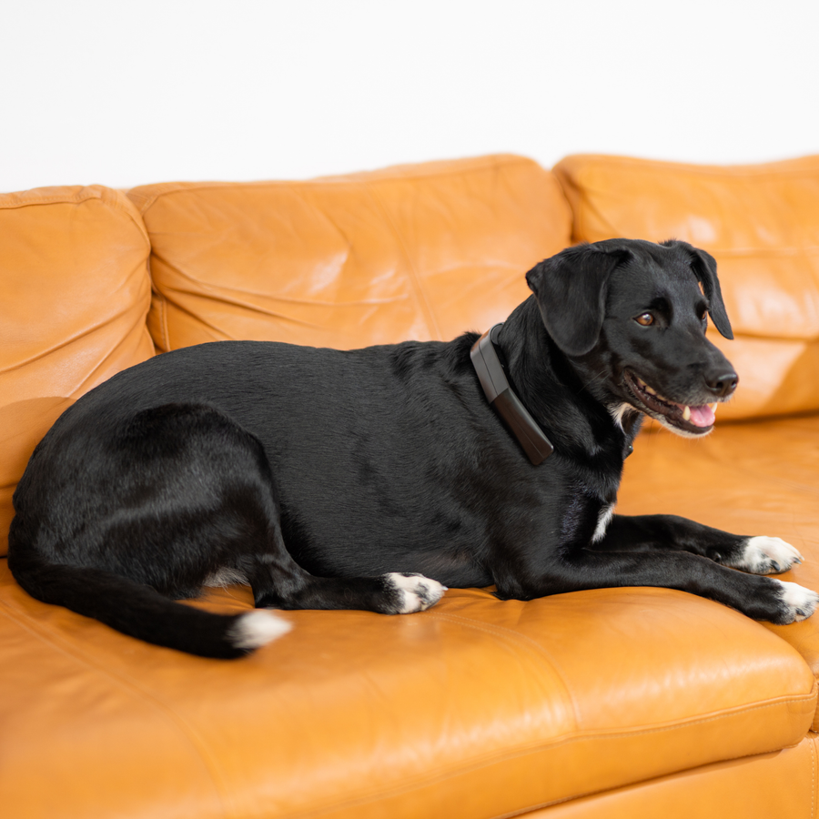 PetLoop PRO