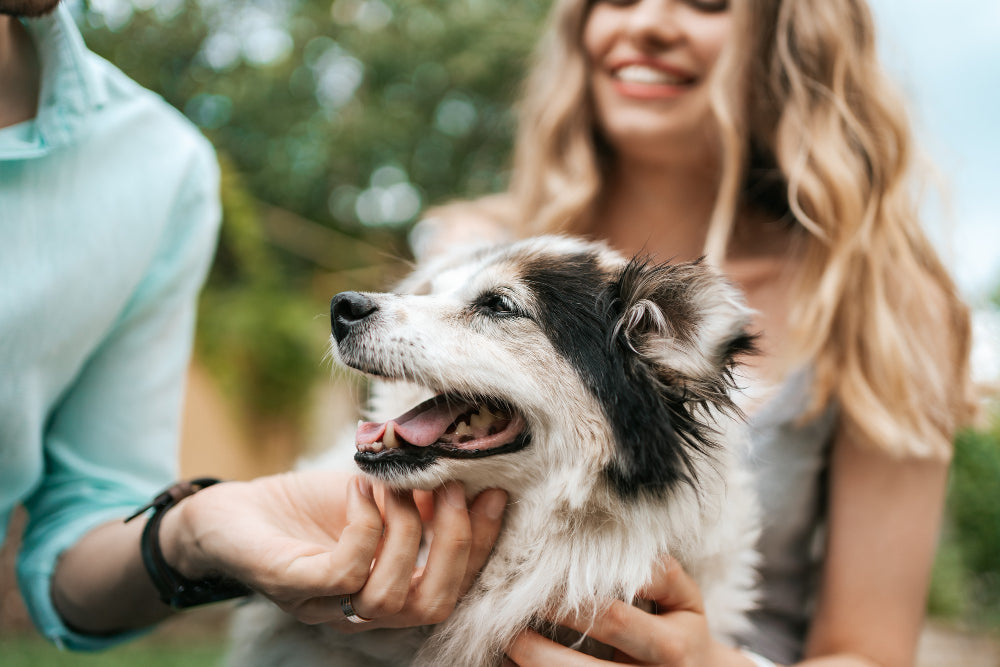 PetLoop PRO wearable PEMF device on a dog