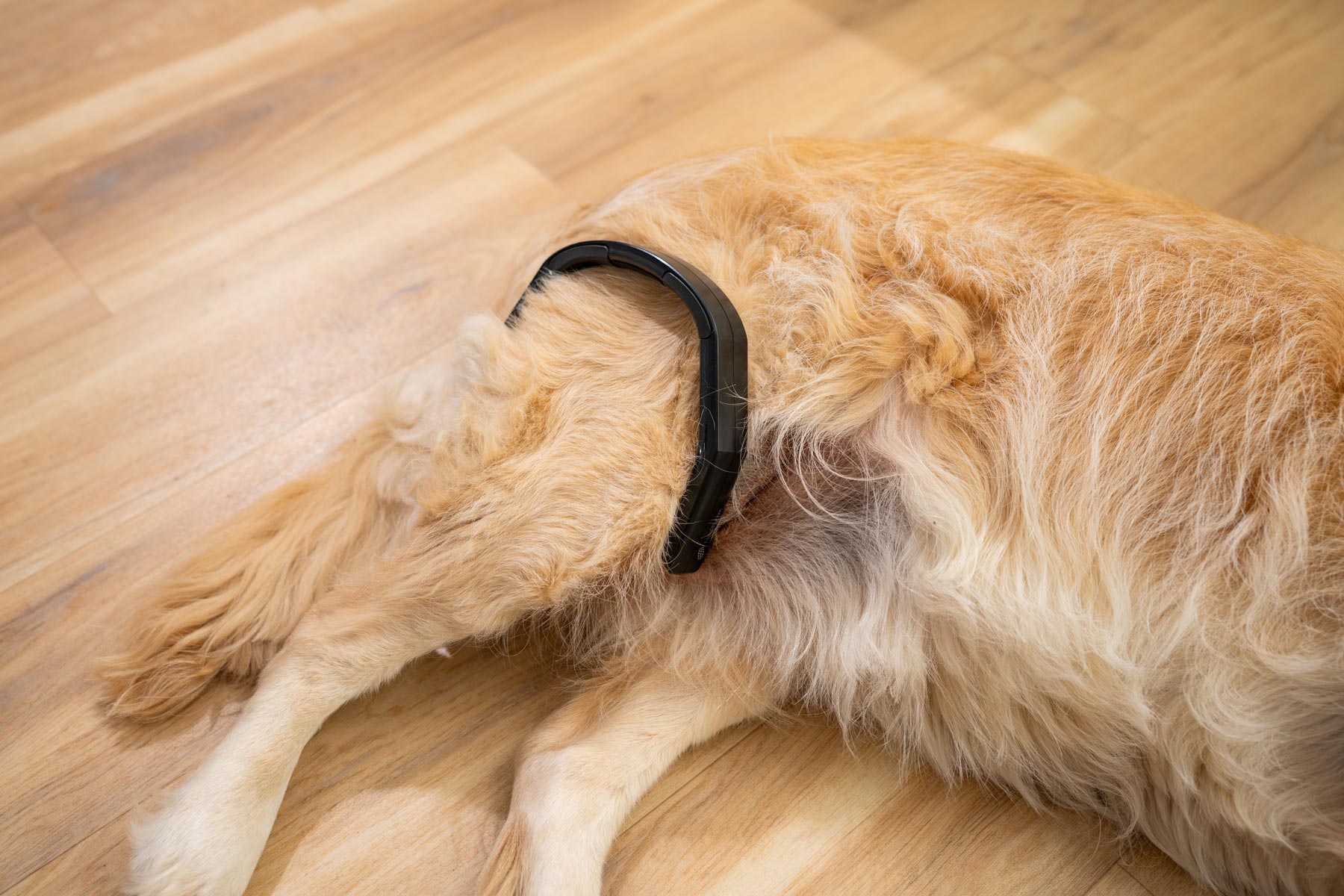 PetLoop PRO wearable PEMF device for dogs