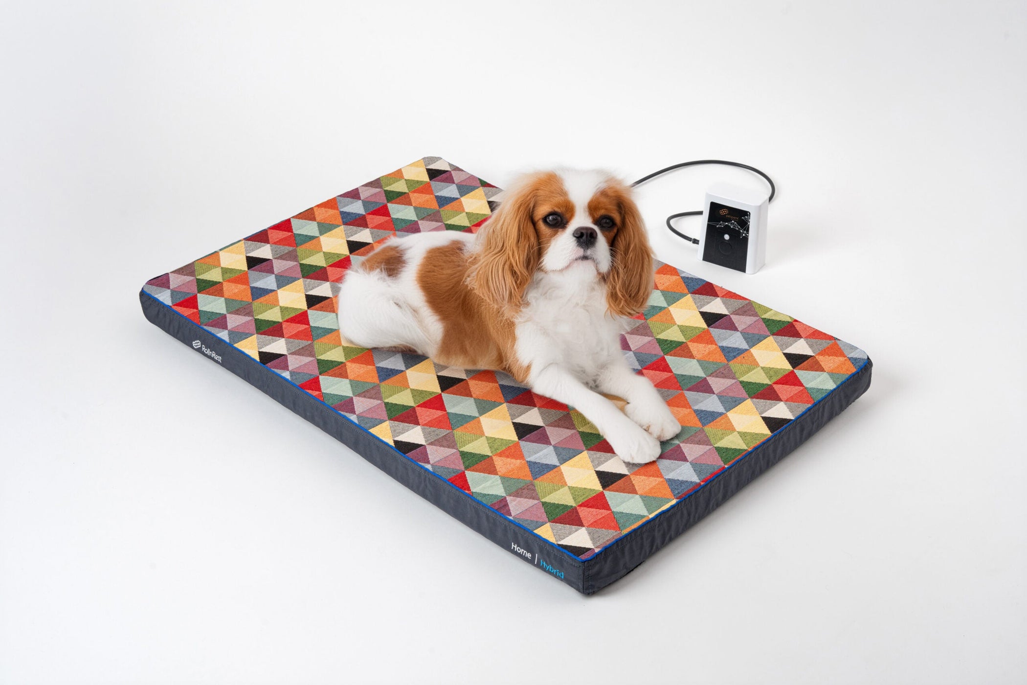 The Hidden Pain Signs: How to Know if Your Pet Needs Healing Support
