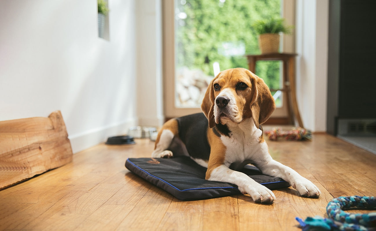 PEMF Therapy Devices for Dogs: A Comprehensive Guide