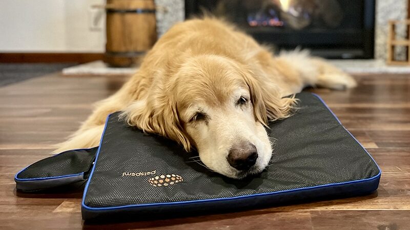 Does PEMF Really Work for Pets?