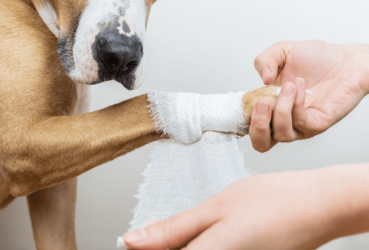 PEMF Therapy For Fracture Management In Dogs And Cats