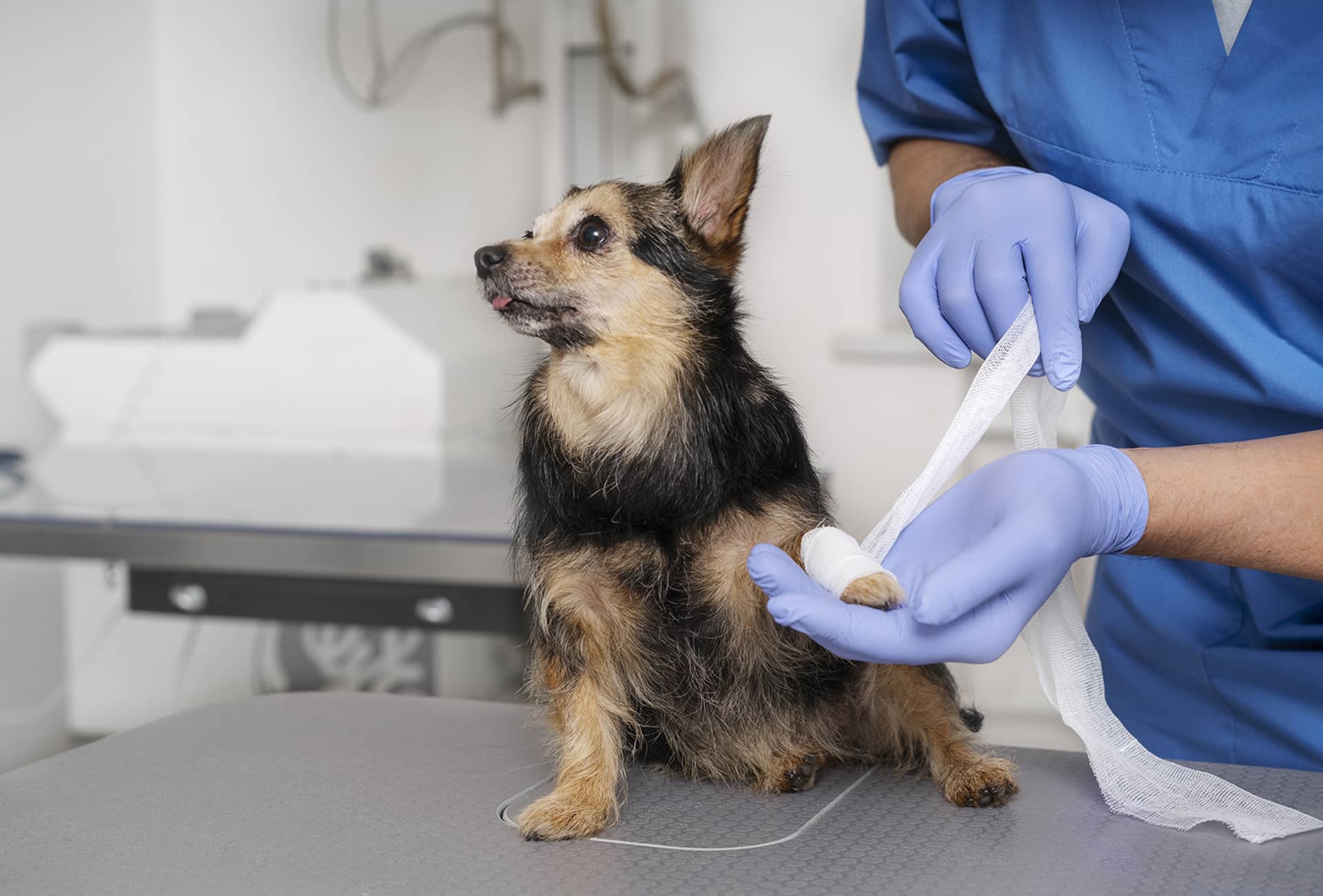 Wound Healing: A Focus on Post-Surgical and Chronic Wounds in Pets