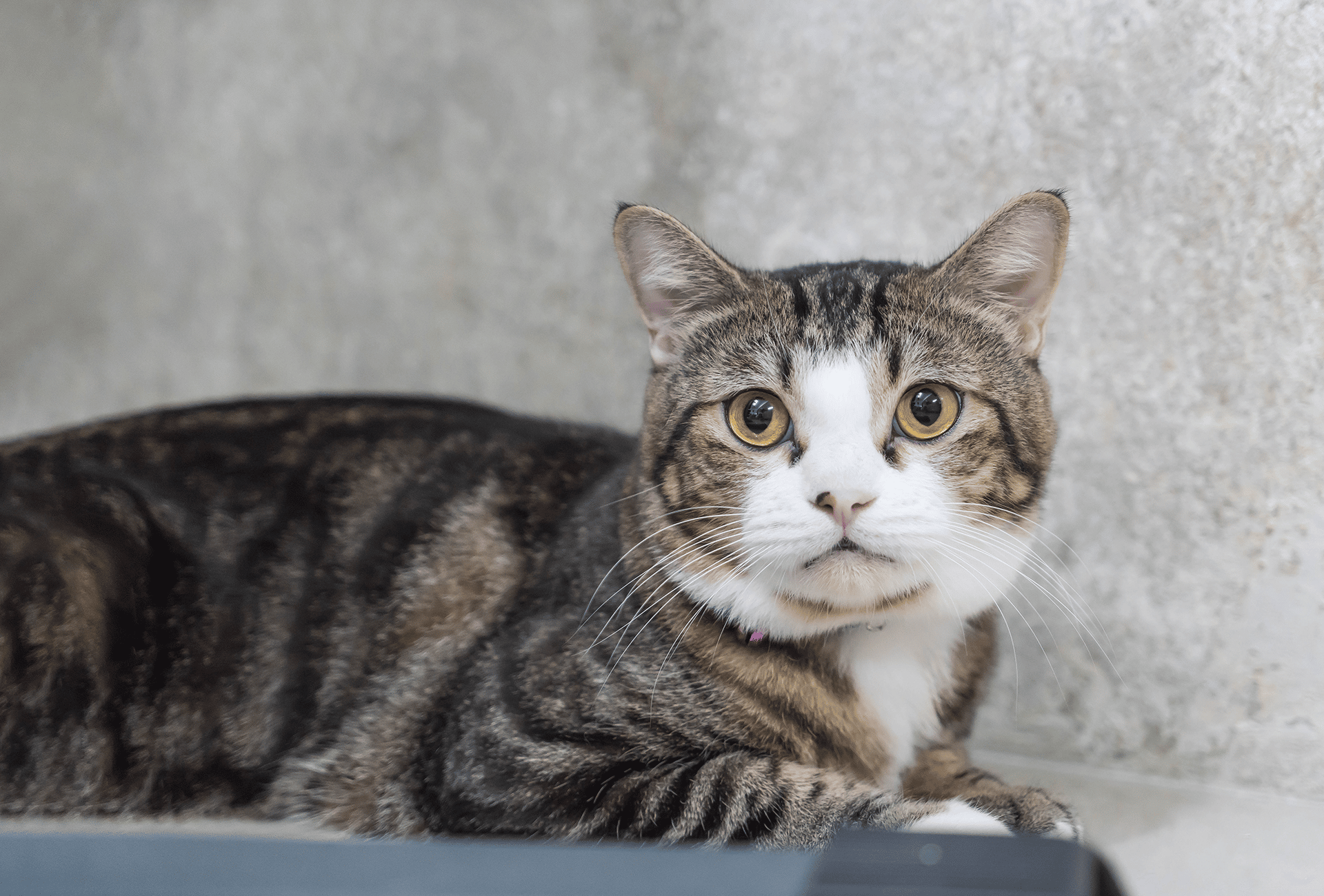 Feline Arthritis: Causes, Signs & Treatment Options