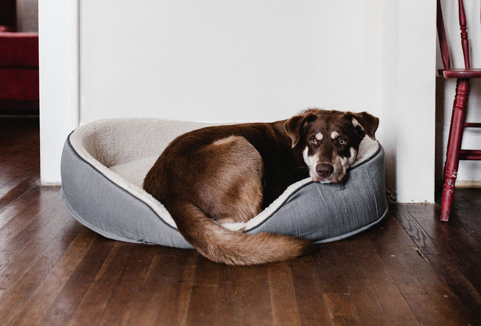 Canine Anxiety 101: Everything You Need to Know