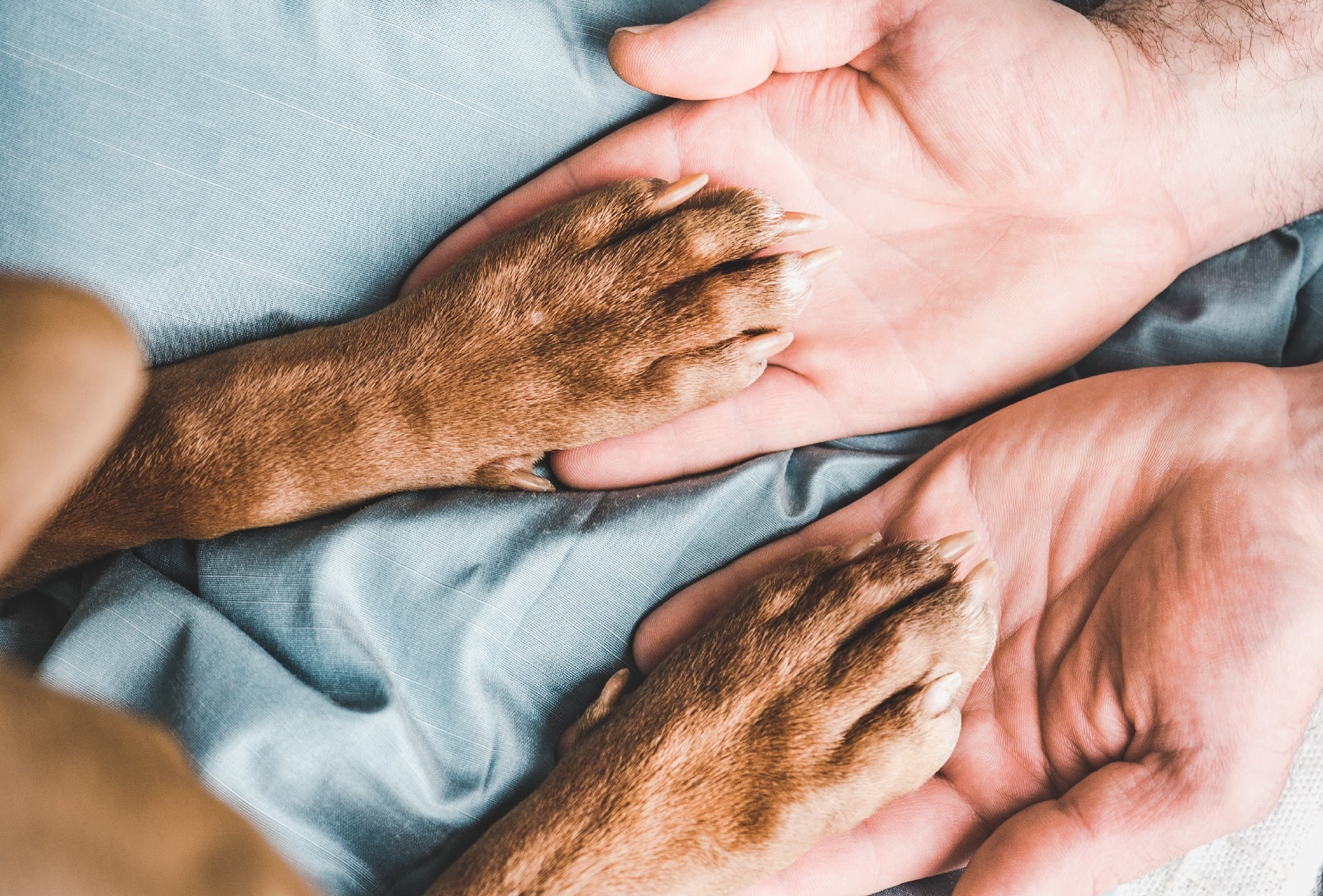 Which Supplements Can Support Your Pet’s Joint Health?