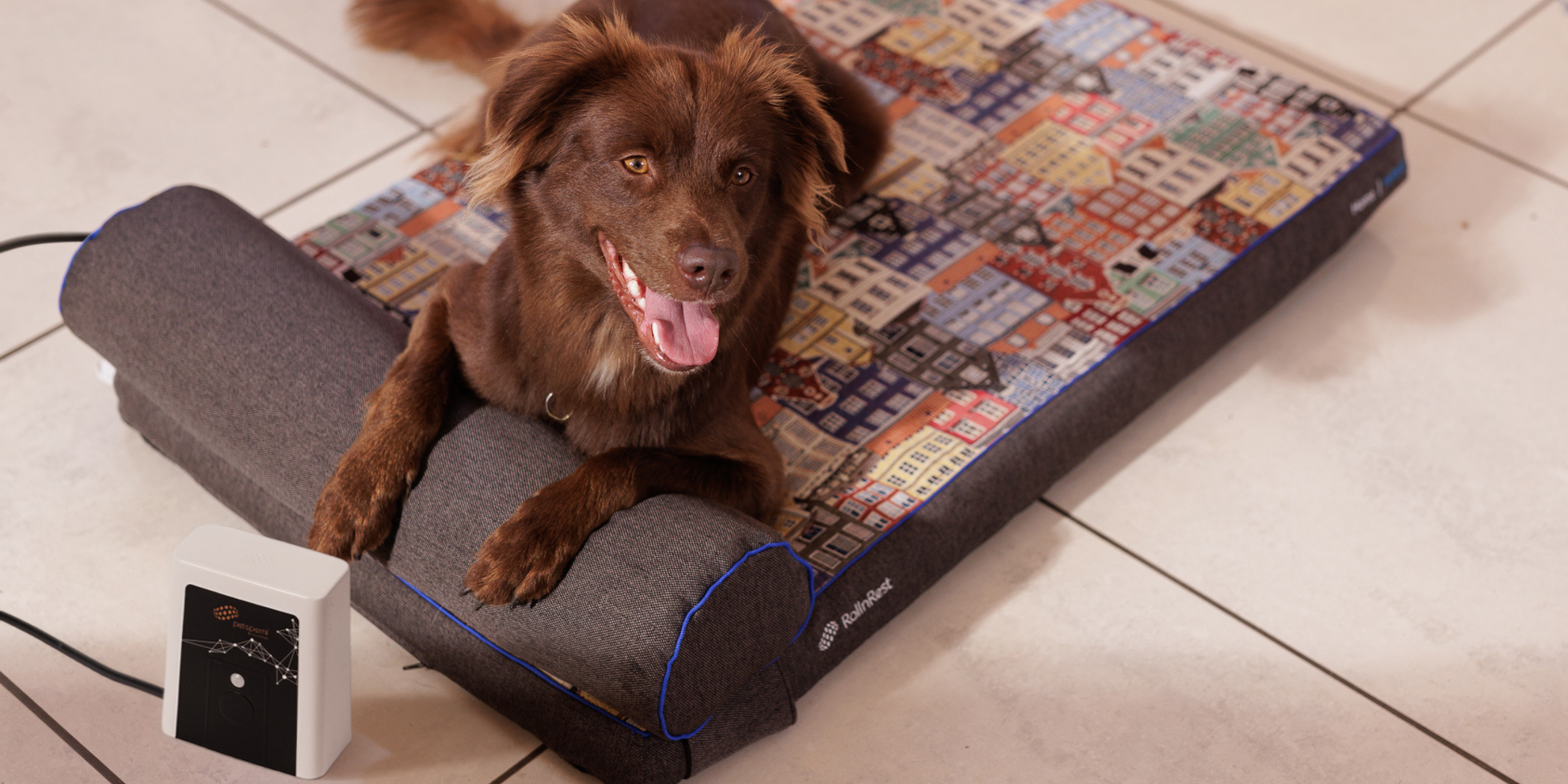 #1 Holistic Approach to Pet Health: Combining PEMF Therapy with the Best Veterinary Care