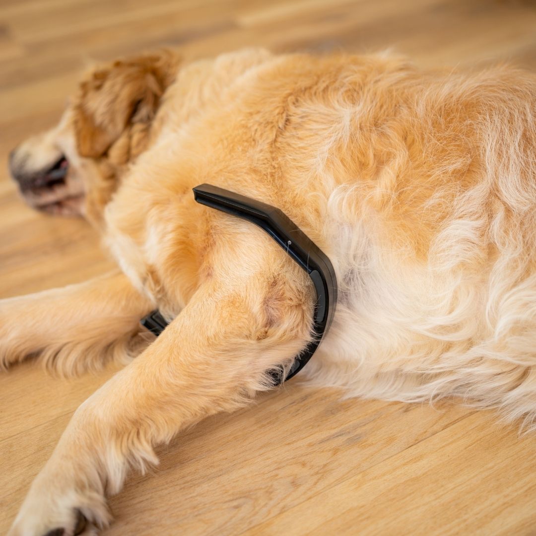 PetLoop PRO Positioning Guide: Field Range and Best Practices