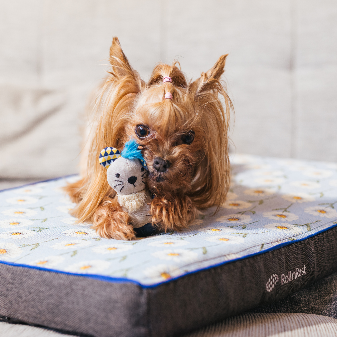 Bladder & Urinary Wellness Support for Pets: How PEMF May Support Long-Term Urinary Health