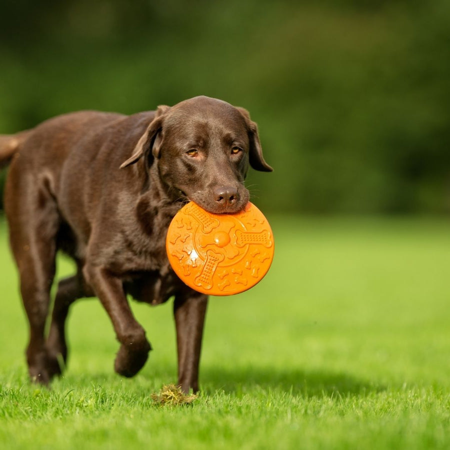 Severe Arthritis Pain in Pets: How PEMF Therapy May Help