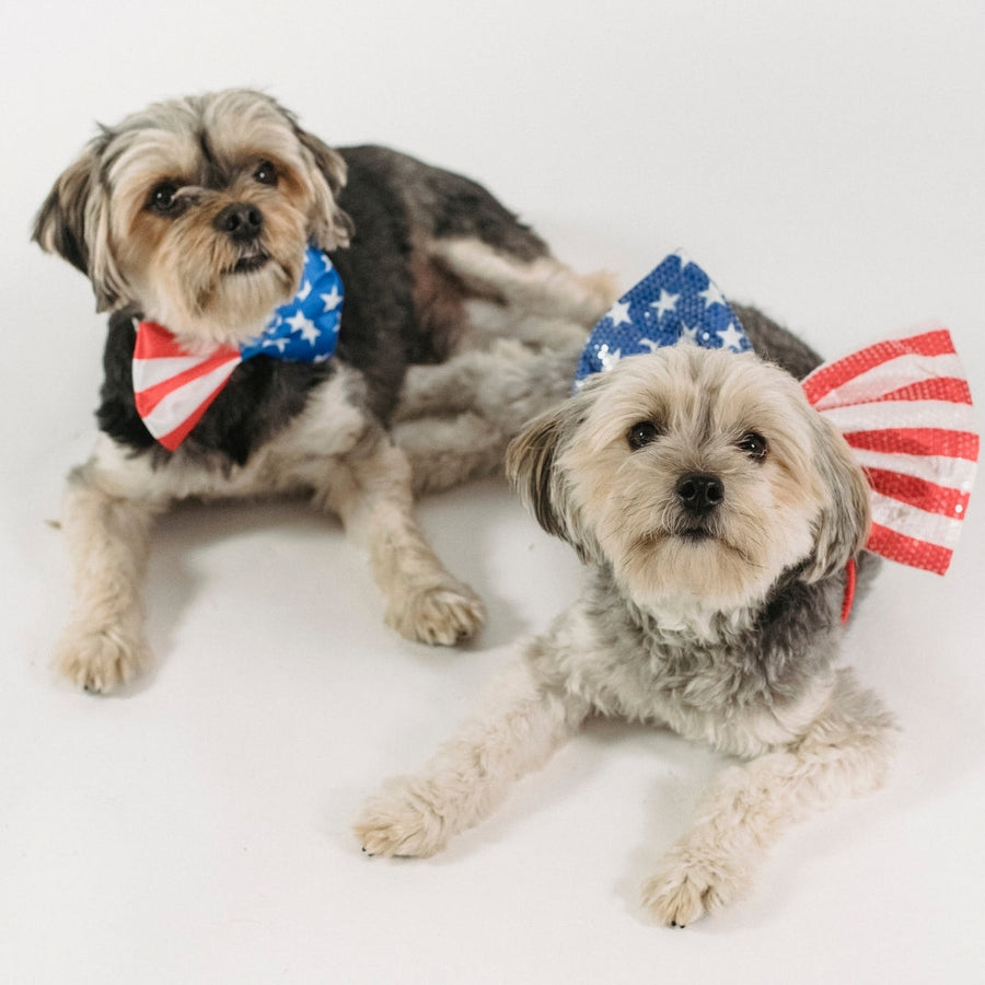 Fireworks and Pets: How to Help Your Pet Stay Calm During the 4th of July