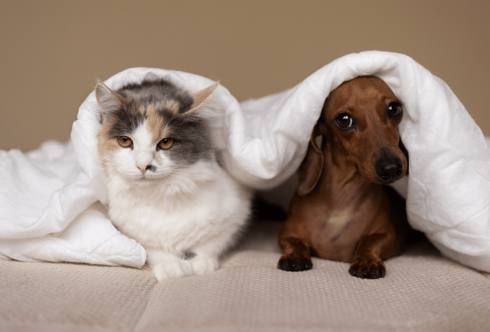 10 Sleep Hygiene Tips for Your Furry Companions