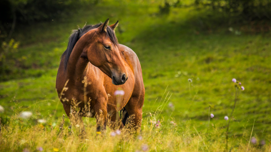 Powerful Benefits of PEMF Therapy for Racehorses That Boost Performance