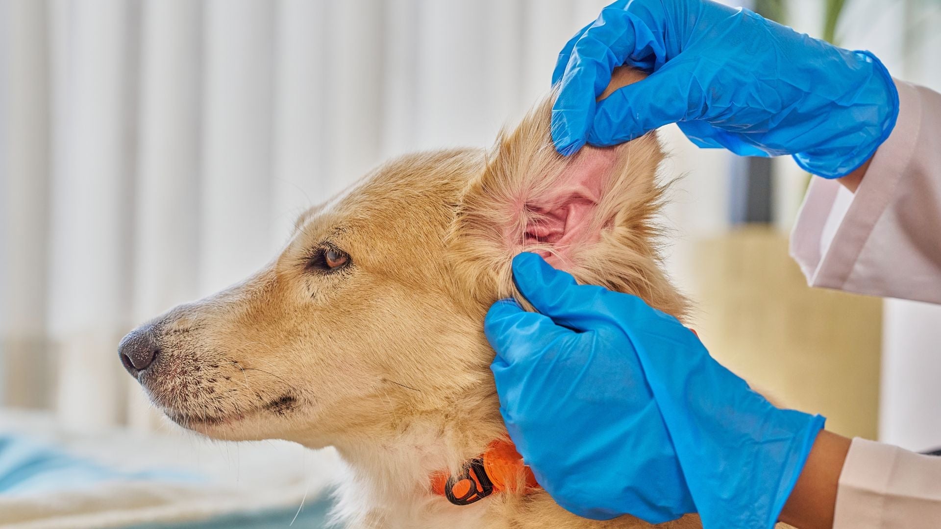Pet Ear Infections: How to Support Healing, Recovery, and Long-Term Ear Health