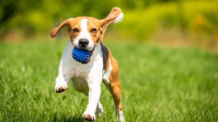 Exercise Needs by Age: Puppies, Adult & Senior Pets