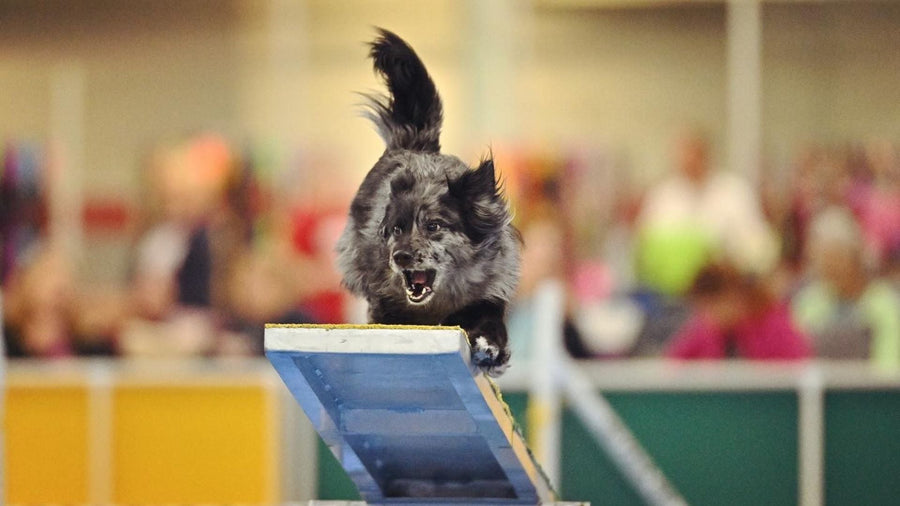 PEMF for Performance Dogs: Training & Recovery With Pyrwild