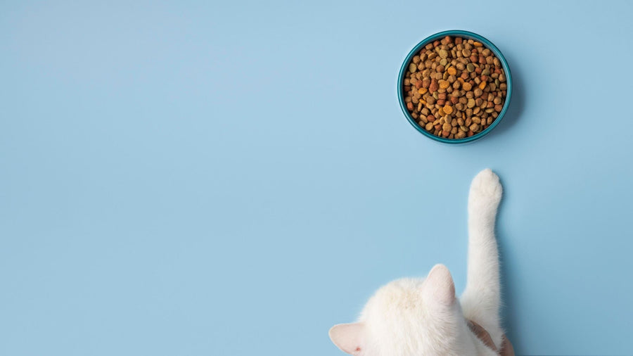 Love Goes Through the Stomach – How Food Shapes Bonding With Animals