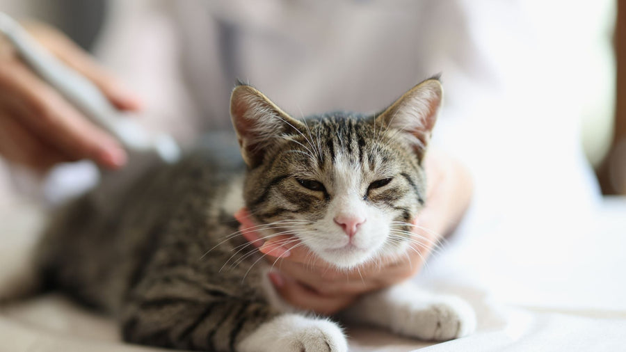 Supporting Comfort and Wellness in Pets With Kidney Disease
