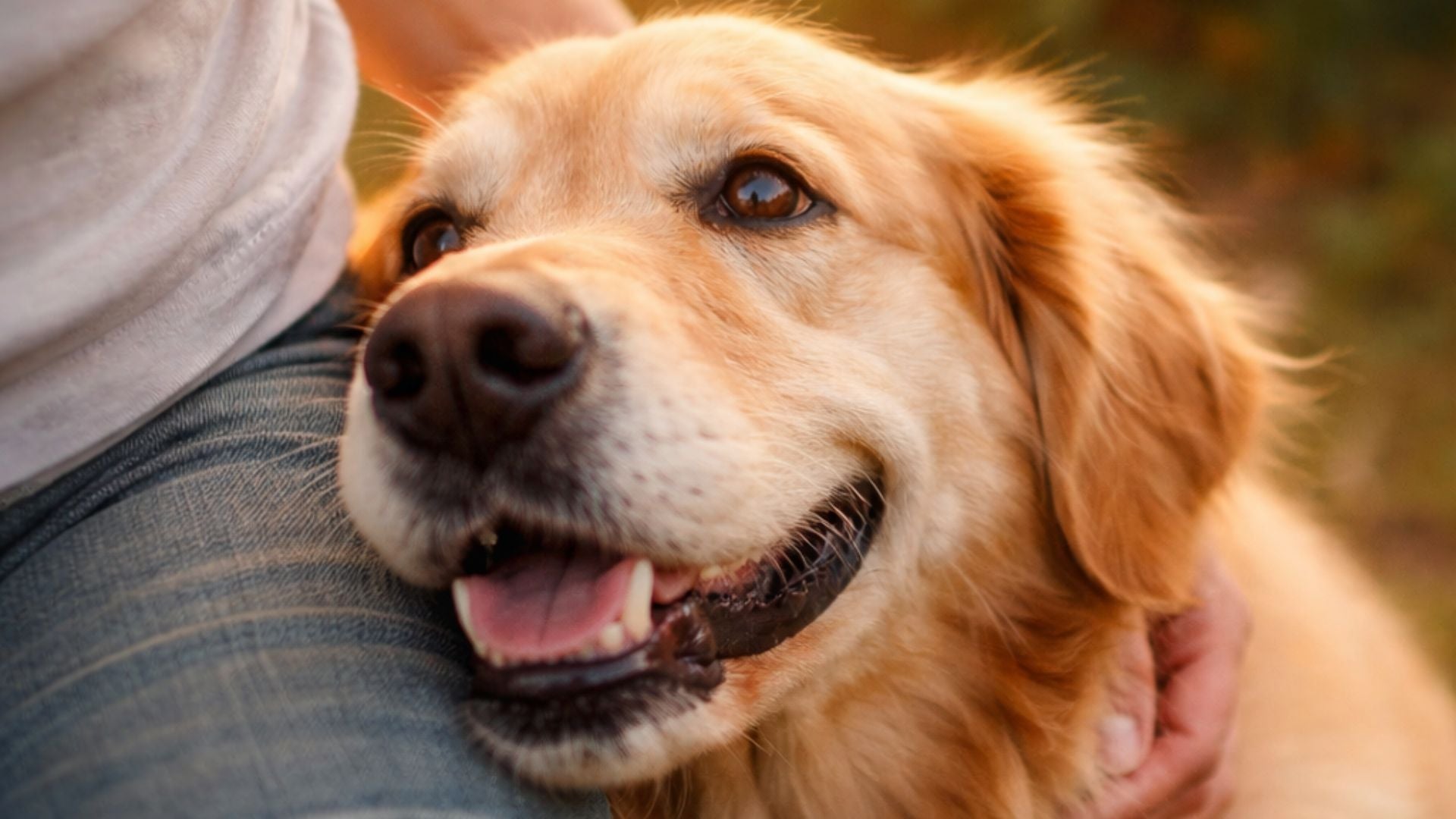 Healing our Pets the Natural Way: Pulsed Electromagnetic Field Therapy