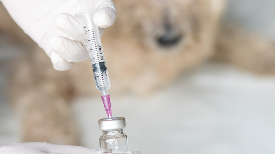 How PEMF Can Help Pets Recover from Vaccinations or Medications