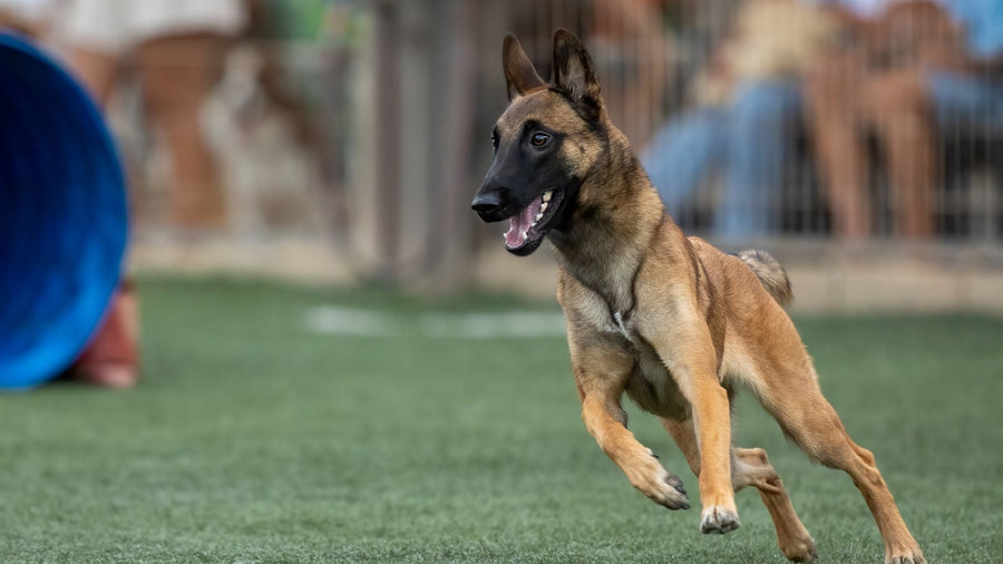 The best PEMF Therapy and the Role of Nutrition: Enhancing Sports Performance in Pets