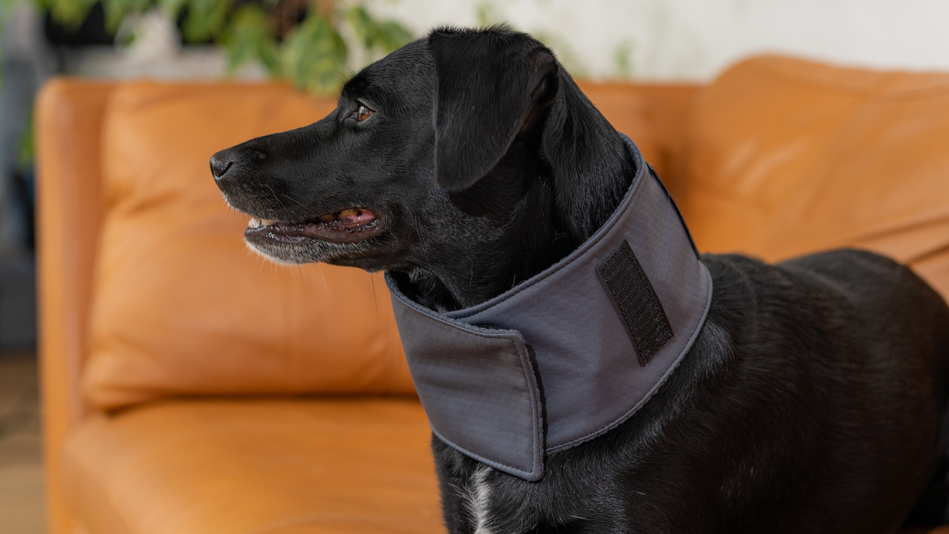 PetLoop PRO: The Wearable PEMF Device Bringing Natural Relief to Pets