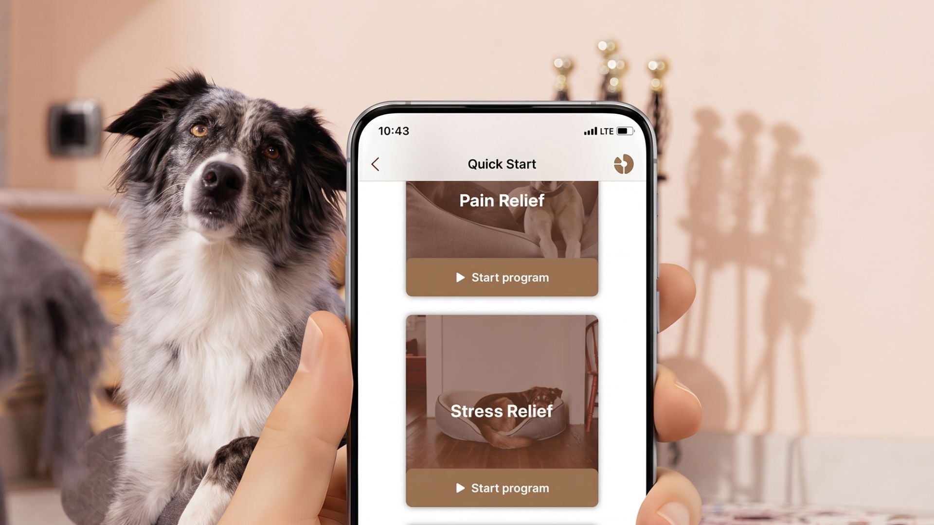 Understanding the 4 PEMF Programs: The Best Tailored Therapy for Your Pet’s Needs