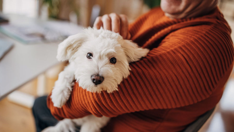 Supporting Aging Pets: The Benefits of PEMF Therapy
