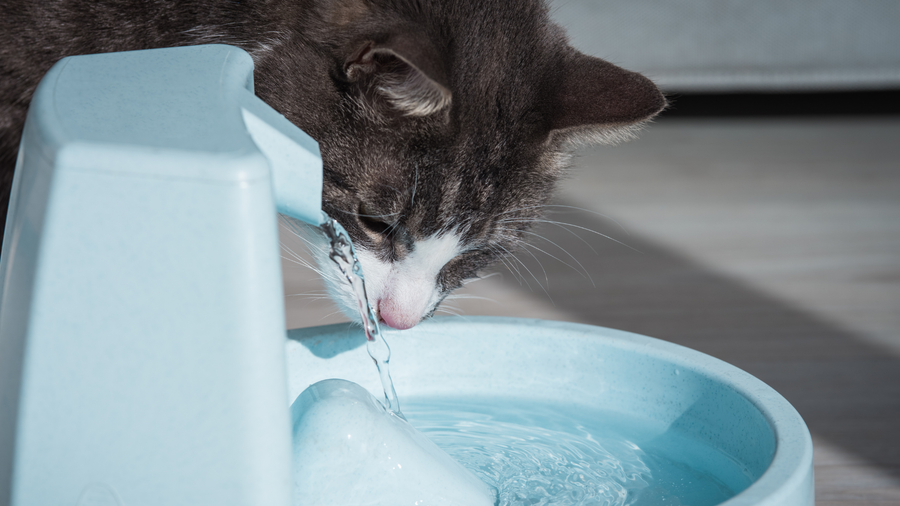 PEMF Therapy and Hydration: Why Water is Essential for Healing