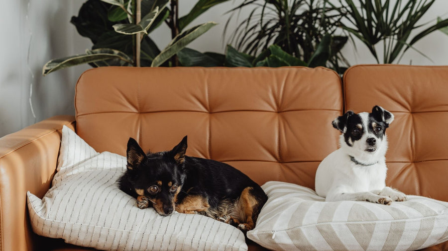 From Food to Function: How Nutrition Impacts Recovery in Dogs and Cats