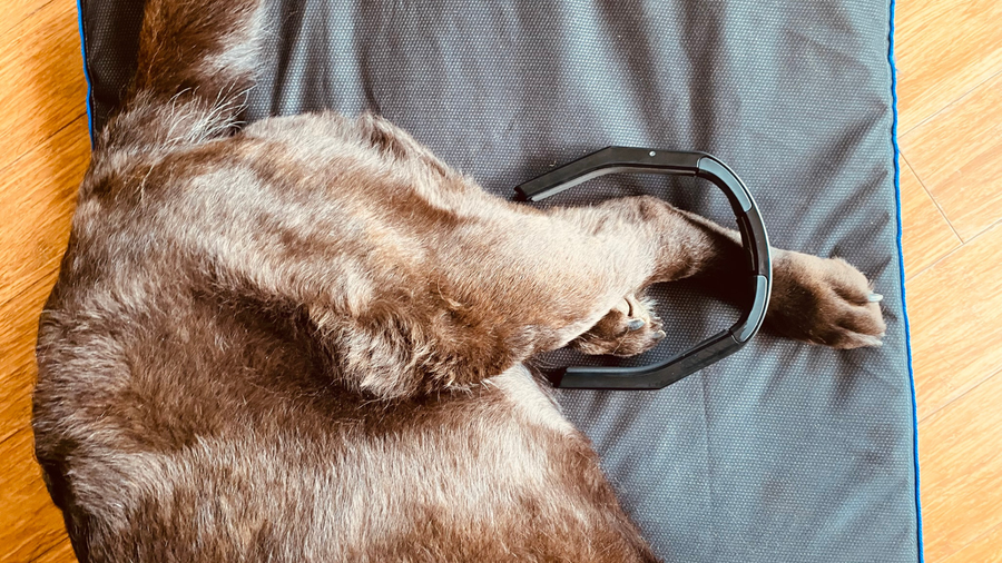 Acute vs. Chronic Wrist and Carpal Joint Problems in Dogs
