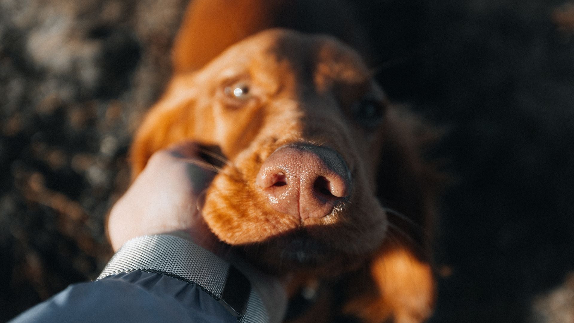 PEMF and Omega-3: A Natural Duo for Joint and Brain Health in Pets