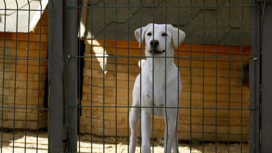How PEMF Can Help Reduce Stress in Rescue and Shelter Pets