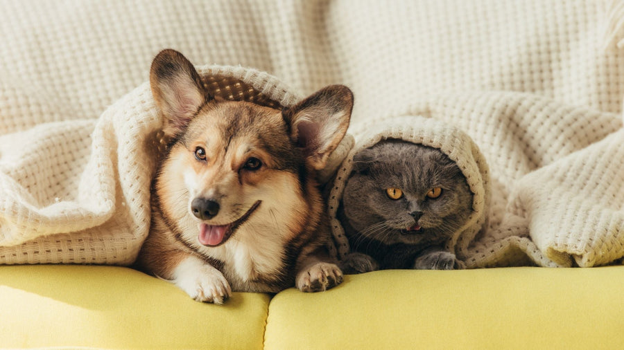 How PEMF and Probiotics Can Improve Your Pet’s Gut Health