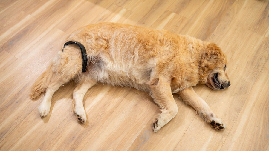 Hip Recovery in Dogs and Cats: Mobility & Long-Term Support
