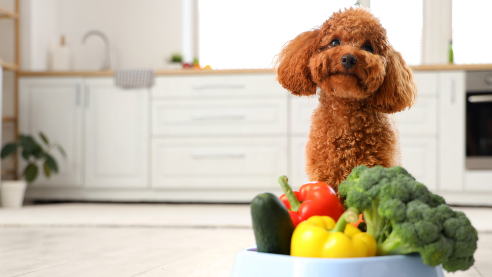 Nutrition, Movement, and Recovery: The Three Pillars of Pet Wellness