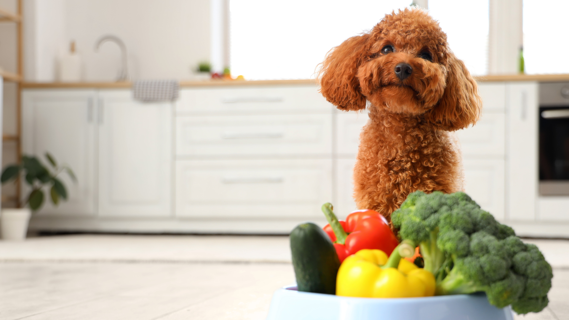 Nutrition, Movement, and Recovery: The Three Pillars of Pet Wellness