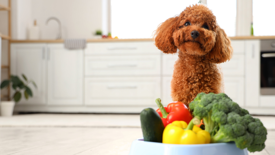 Nutrition, Movement, and Recovery: The Three Pillars of Pet Wellness