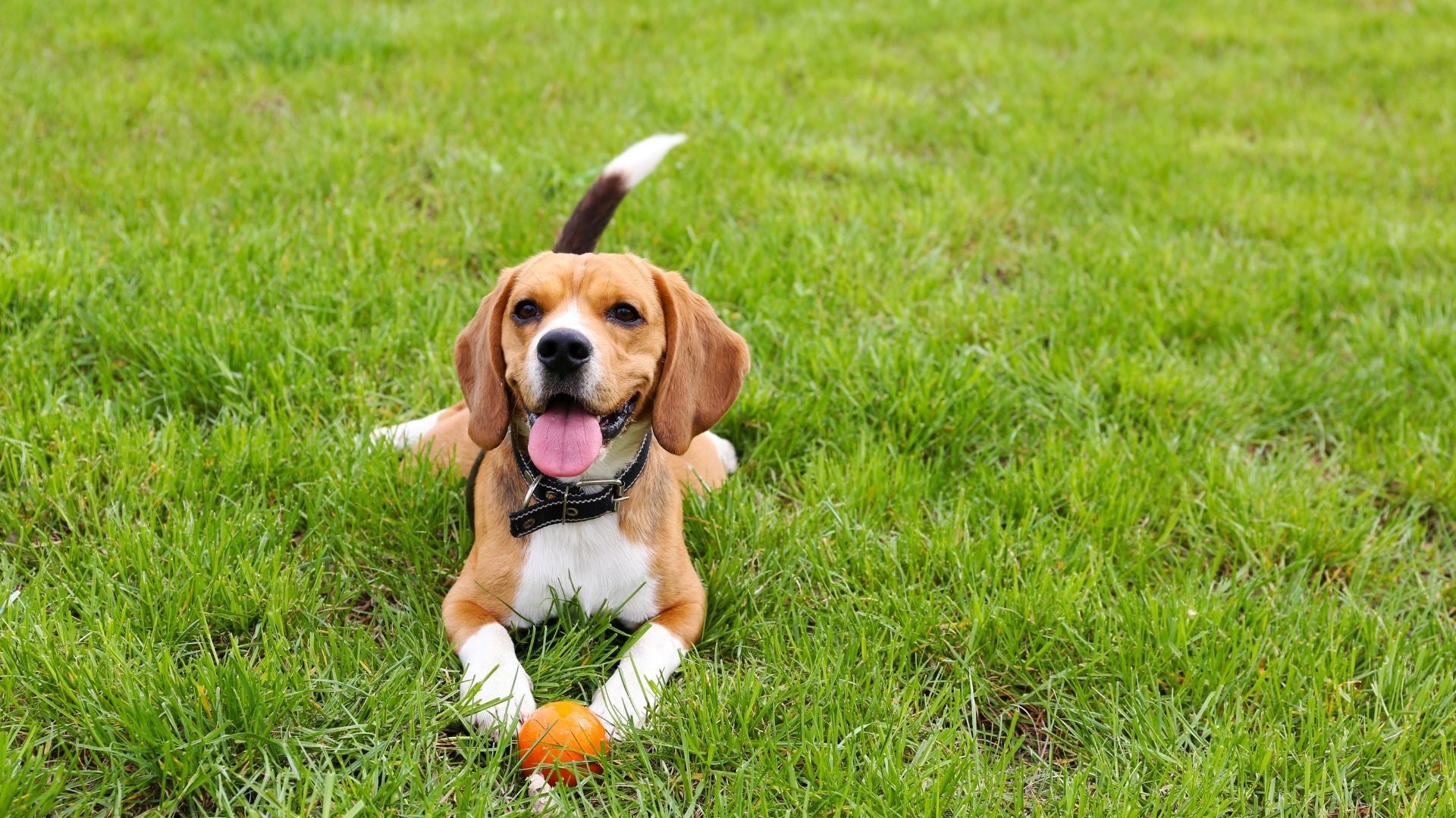 Preventive Care vs Reactive Care: What Most Pet Owners Get Wrong About Pet Health