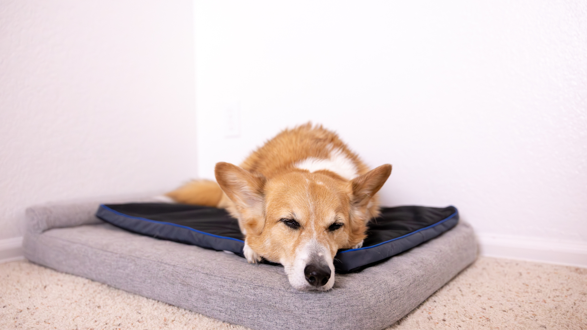 7 Common Myths About PEMF Therapy Debunked: Understanding the Facts with Petspemf – the best Pemf device for your pet