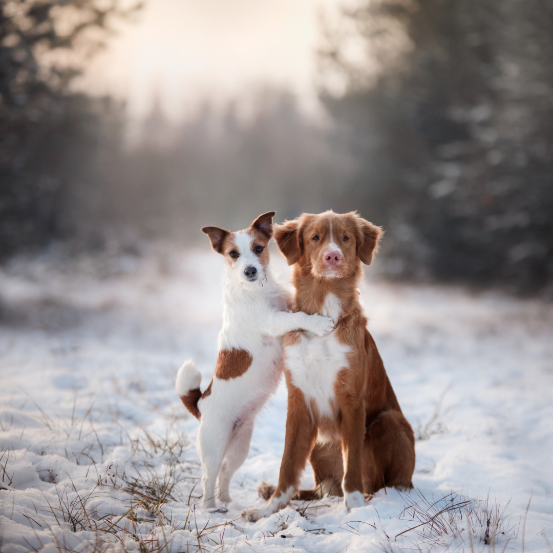 Pet Winter Care and Considerations: Keeping Your Pet Safe and Warm with #1 PEMF therapy for pets