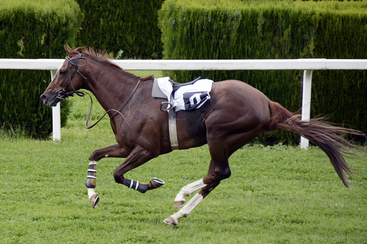 Benefits of PEMF Therapy for Horses