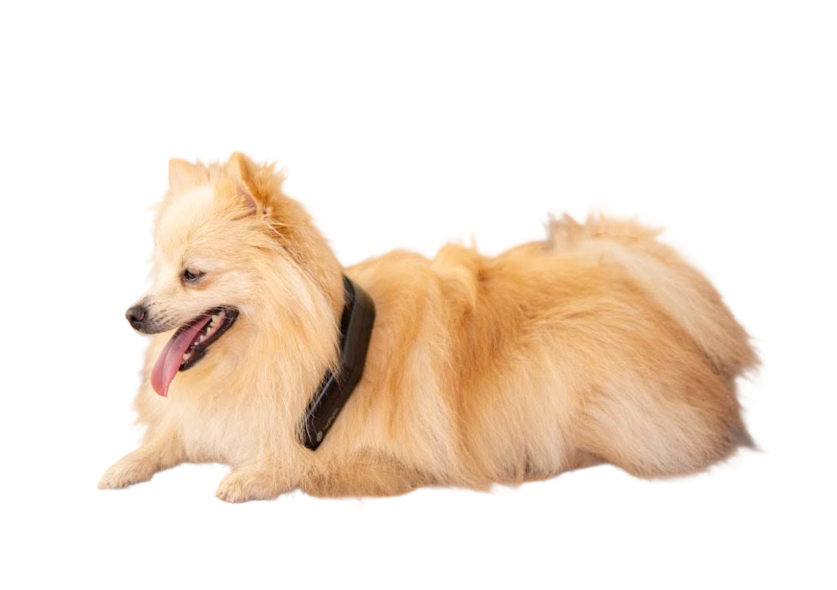 PetLoop PRO User Guide: How to Use, Safety & Best Practices
