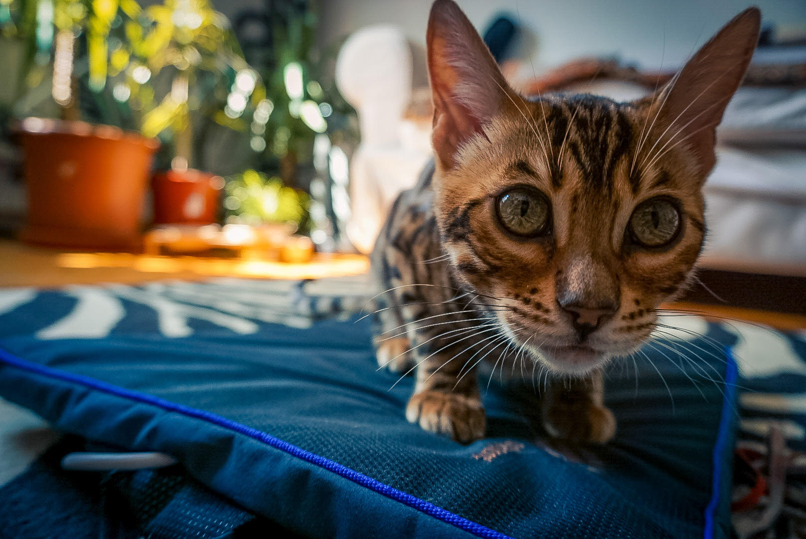 Electromagnetic Treatment for Animals