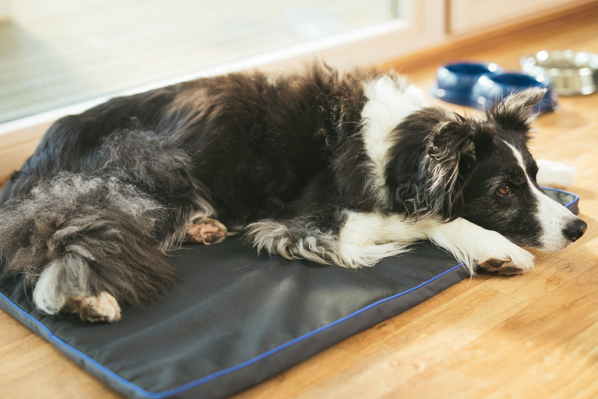 Dog on a Petspemf® Pad