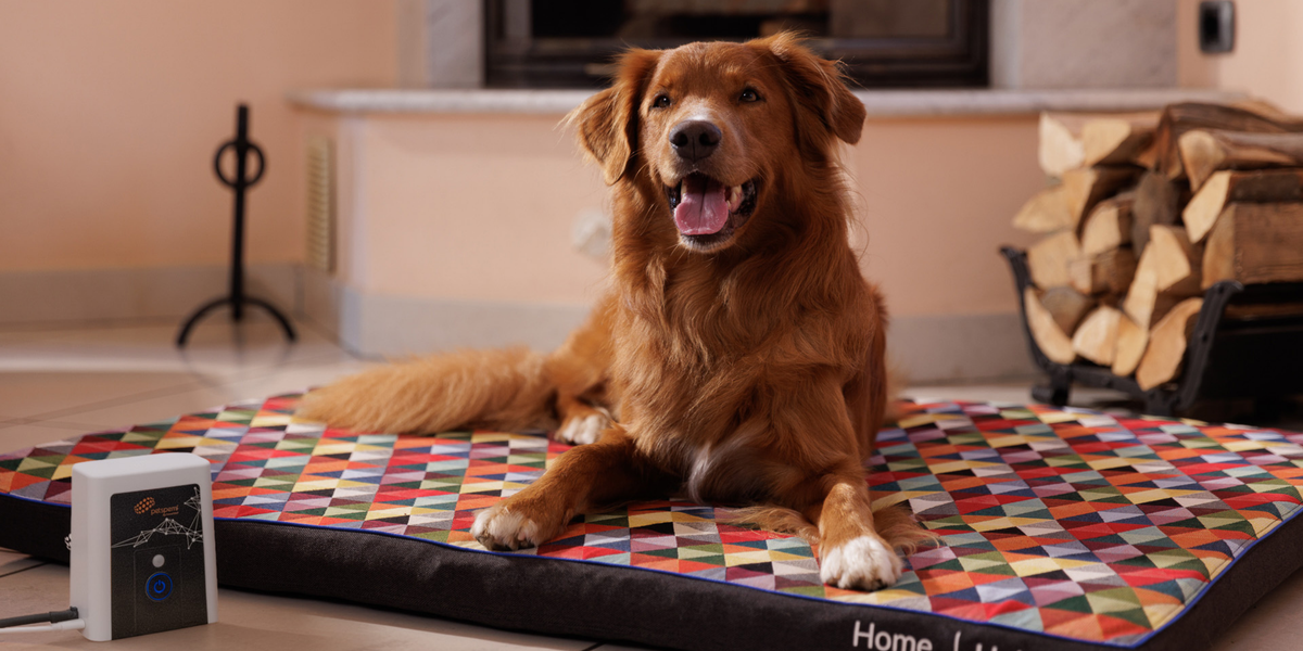 Dog on a Petspemf RollnRest®