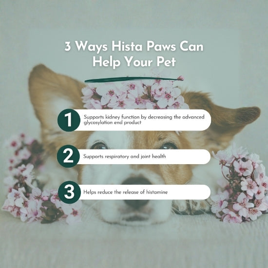 Hista Paws