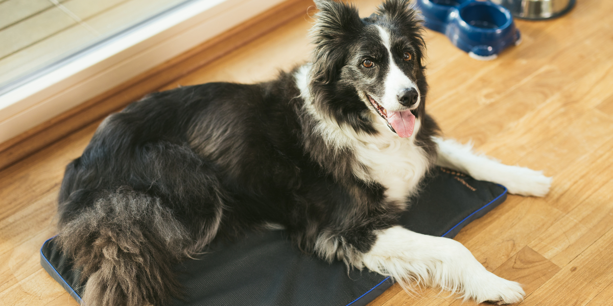Dog on a Petspemf® Pad
