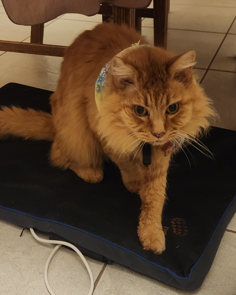 Dr. Kim recommends the Petspemf Pad